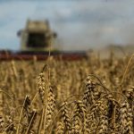 تجري "سلع التوريد" المصرية محادثات خاصة مع تجار لشراء القمح