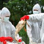 وزارة الزراعة الفرنسية: وضع انفلونزا الطيور يزداد سوءا