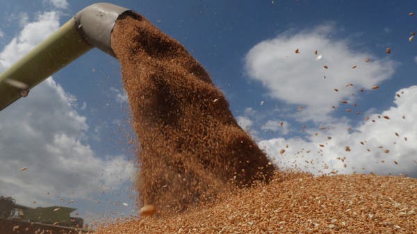 مصر تطلب القمح في مناقصة ضمن برنامج للأمن الغذائي