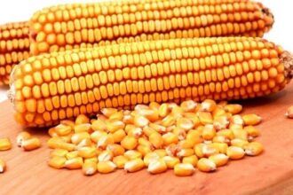 تقدمت مصر بطلب دولي لشراء الذرة الصفراء