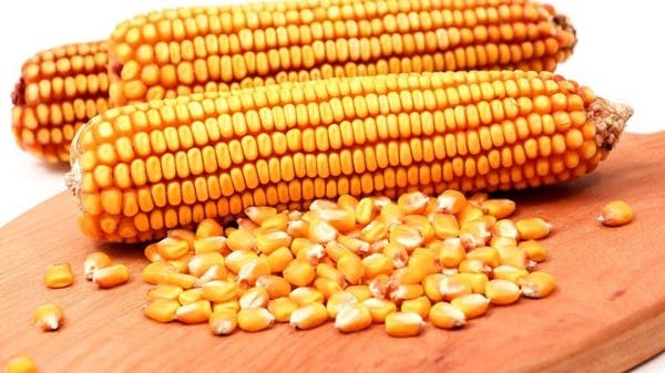 تقدمت مصر بطلب دولي لشراء الذرة الصفراء