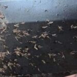 حشرات غريبة تهاجم السيارات بالإسكندرية مسببة حوادث قاتلة ... وخبير يشرح ذلك