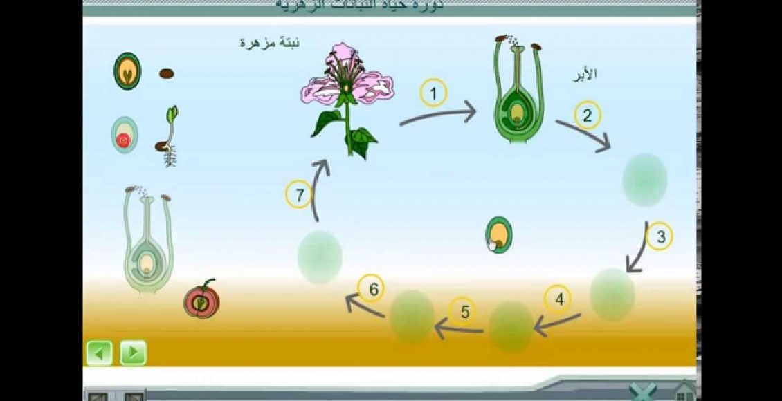 دورة حياة النباتات الزهرية