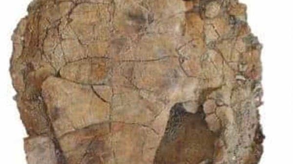 عمرها 70 مليون سنة.  أحفورة سلحفاة مصرية من زمن الديناصورات