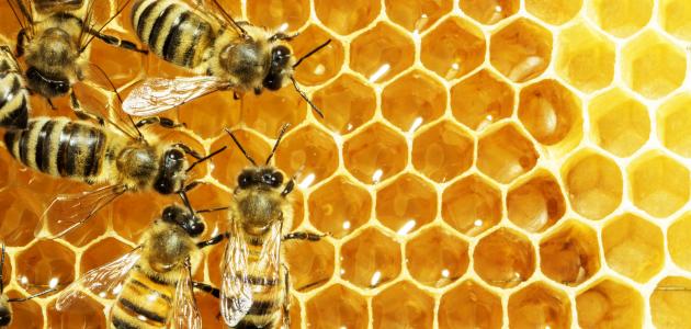 كيف ينتج النحل العسل