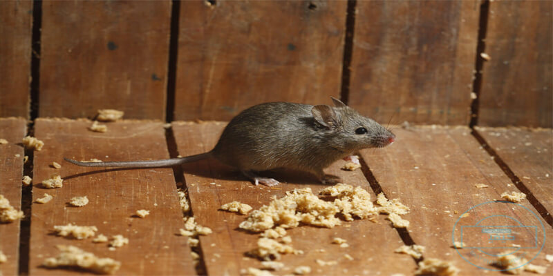 الأشياء التي تطرد الفئران - الوادي نيوز