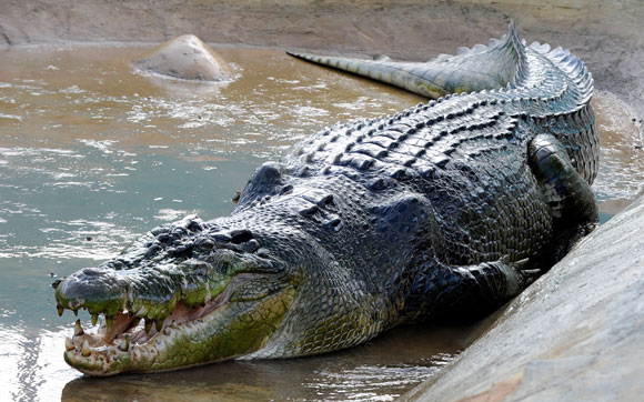 أكبر تمساح في العالم لولونج Lolong