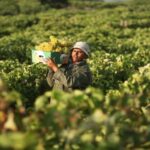 أهمية الزراعة في فلسطين