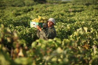 أهمية الزراعة في فلسطين