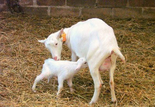 الحليب البديل لصغار الماعز