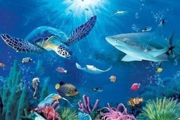 الحيوانات التي تعيش في المحيطات