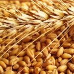 الفرق بين القمح والفرينة