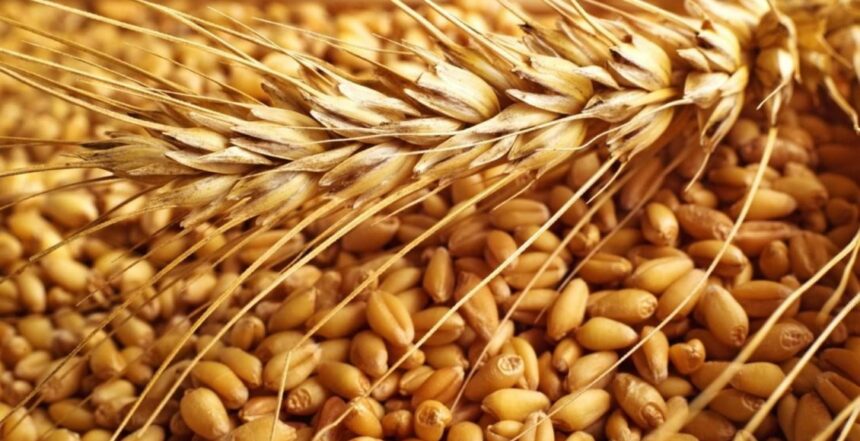 الفرق بين القمح والفرينة