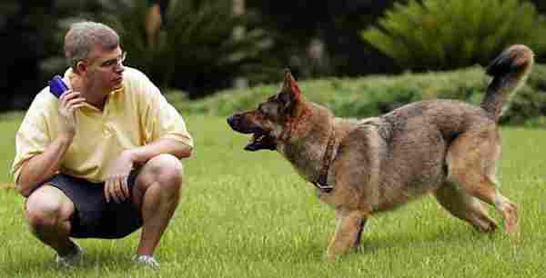 تدريب الكلاب على الطاعة والشراسة