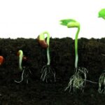 ظروف وشروط إنبات البذور