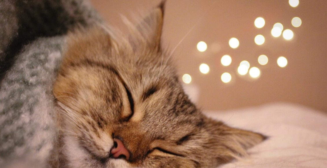 كم ساعة تنام القطط