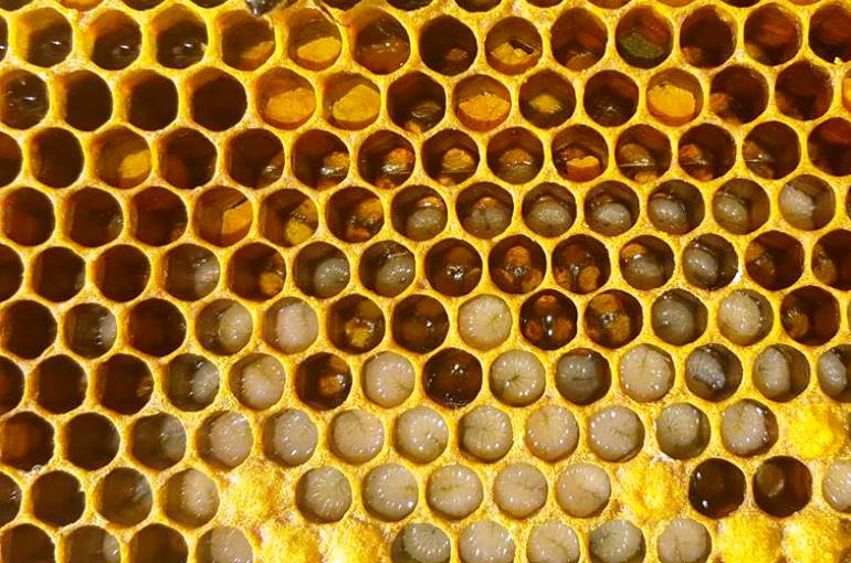 يفية تربية النحل في المنزل للمبتدئين