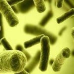 ماذا تنتج بكتيريا e.coli التي تعيش في أمعاء الإنسان