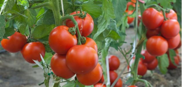 موعد زراعة الطماطم في المنزل