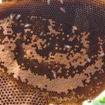فوائد عسل الغابة السوداء