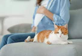 هل القطط تمنع الحمل
