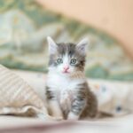كيفية تربية القطط الصغيرة حديثة الولادة بالخطوات