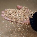 متعاملون: 229 دولارا للطن أقل سعر تلقته مصر في مناقصة دولية لشراء القمح