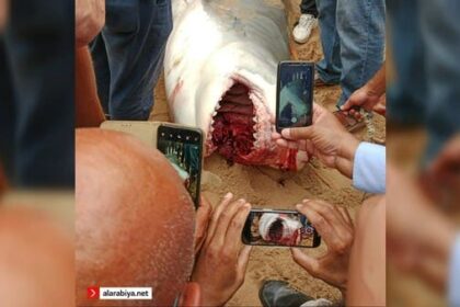 من نوع النمر.. تفاصيل عن القرش ملتهم السائح الروسي بمصر